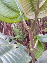 Meriania macrophylla