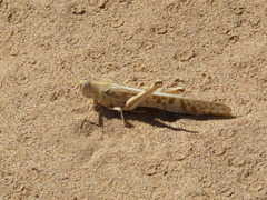 Schistocerca gregaria
