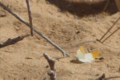 Colotis liagore