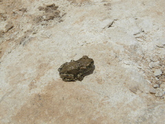 Bufotes boulengeri boulengeri