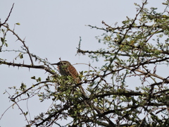 Campylorhynchus jocosus