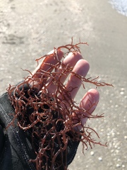 Gracilaria
