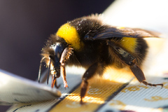 Bombus