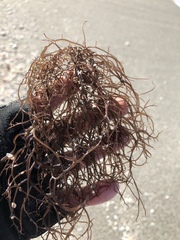 Gracilaria