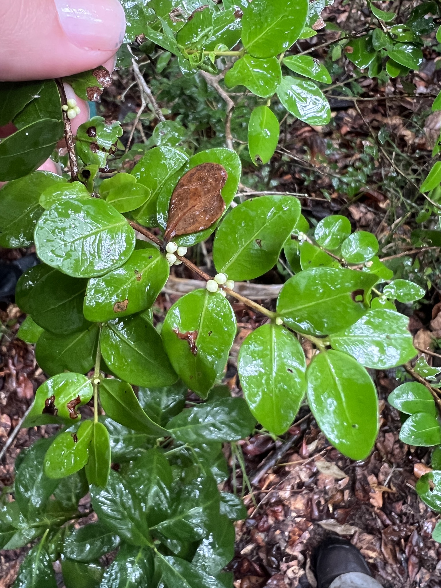 Imagem de Jabuticaba-de-cipó