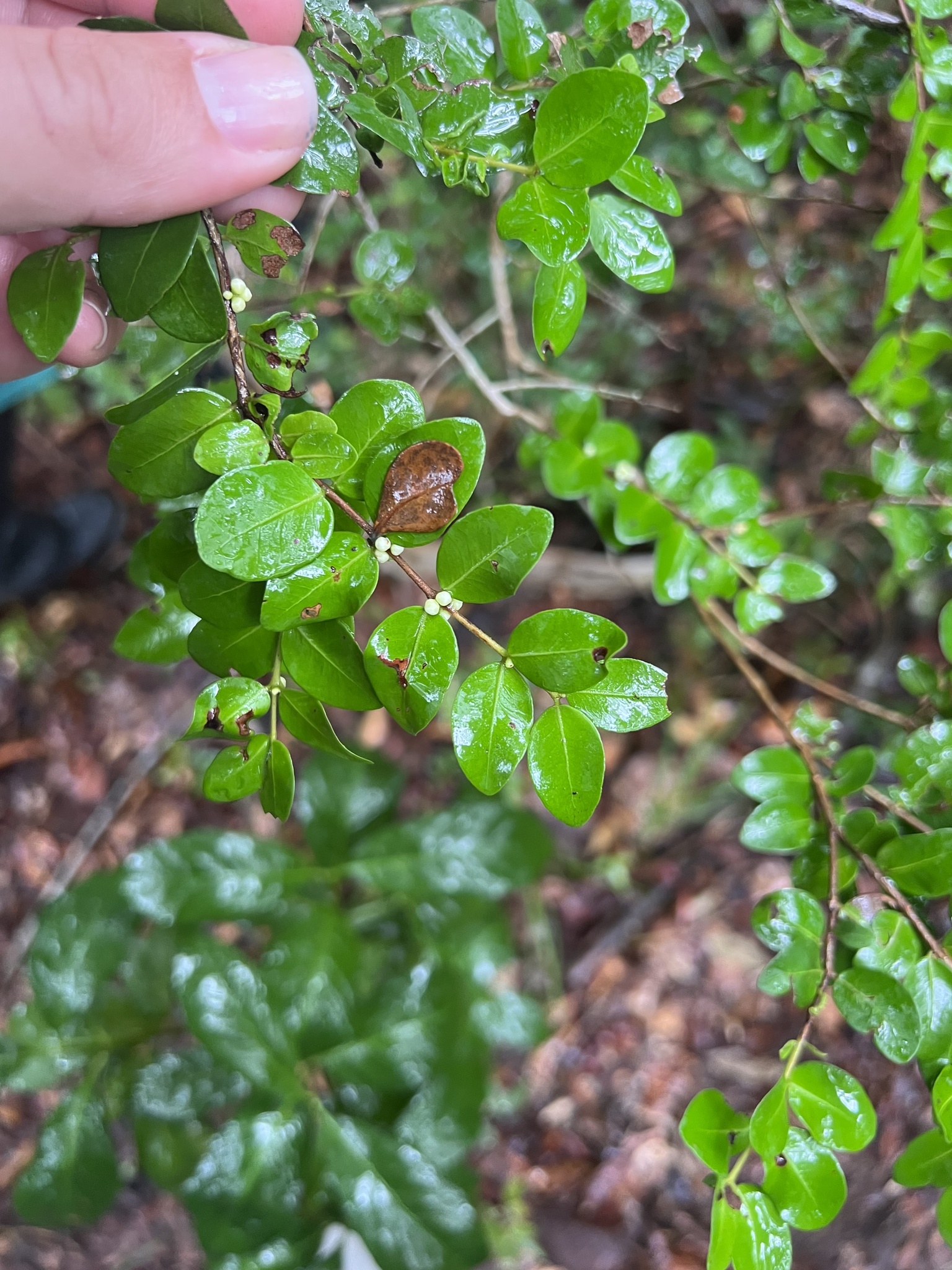 Imagem de Jabuticaba-de-cipó