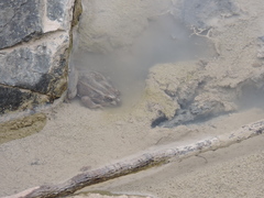 Lithobates spectabilis