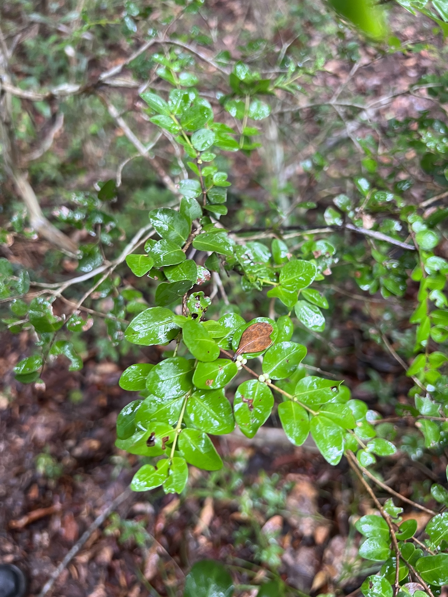 Imagem de Jabuticaba-de-cipó