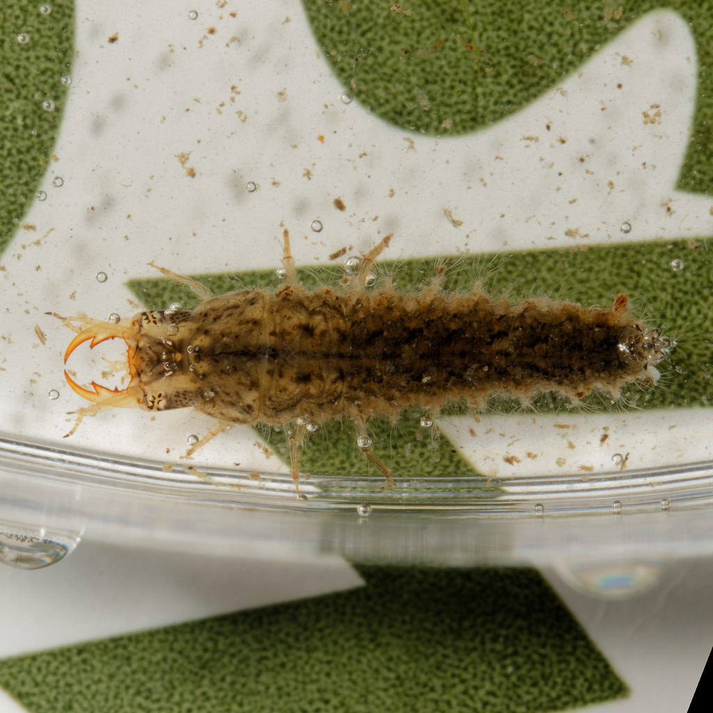 Tropisternus