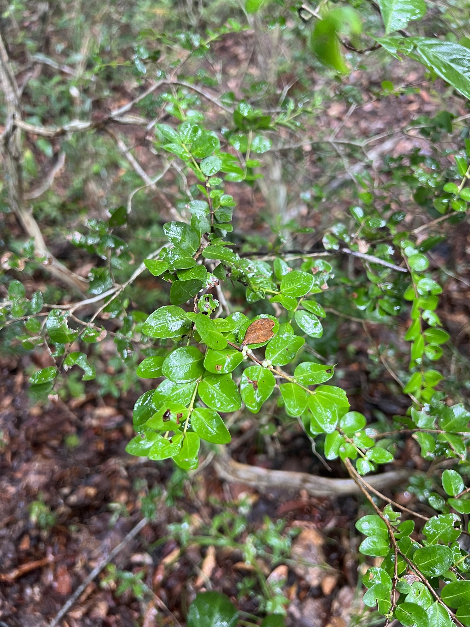 Imagem de Jabuticaba-de-cipó