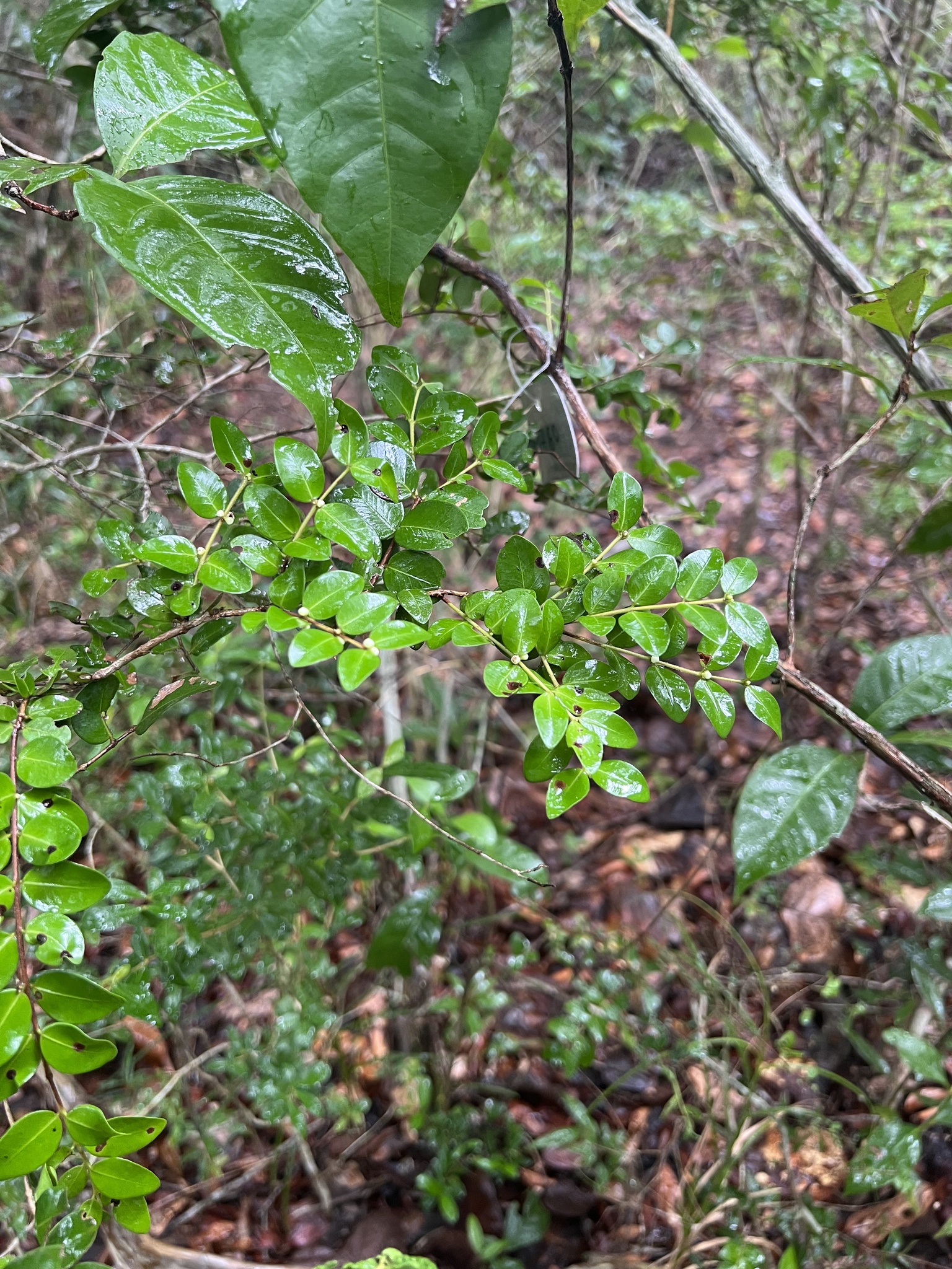Imagem de Jabuticaba-de-cipó
