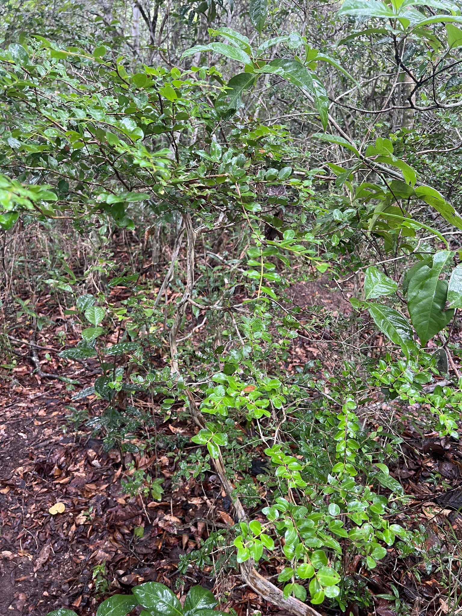 Imagem de Jabuticaba-de-cipó