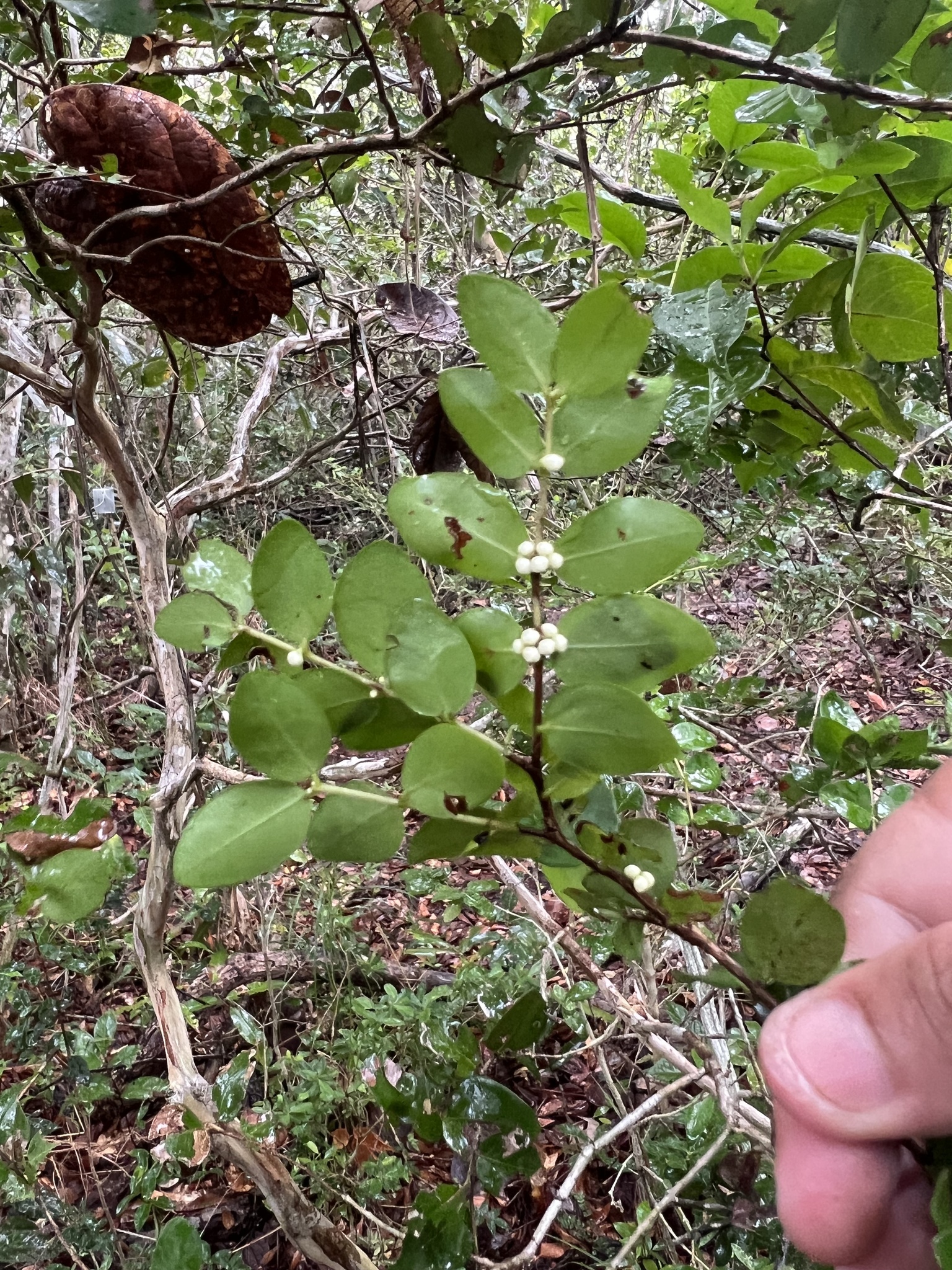 Imagem de Jabuticaba-de-cipó