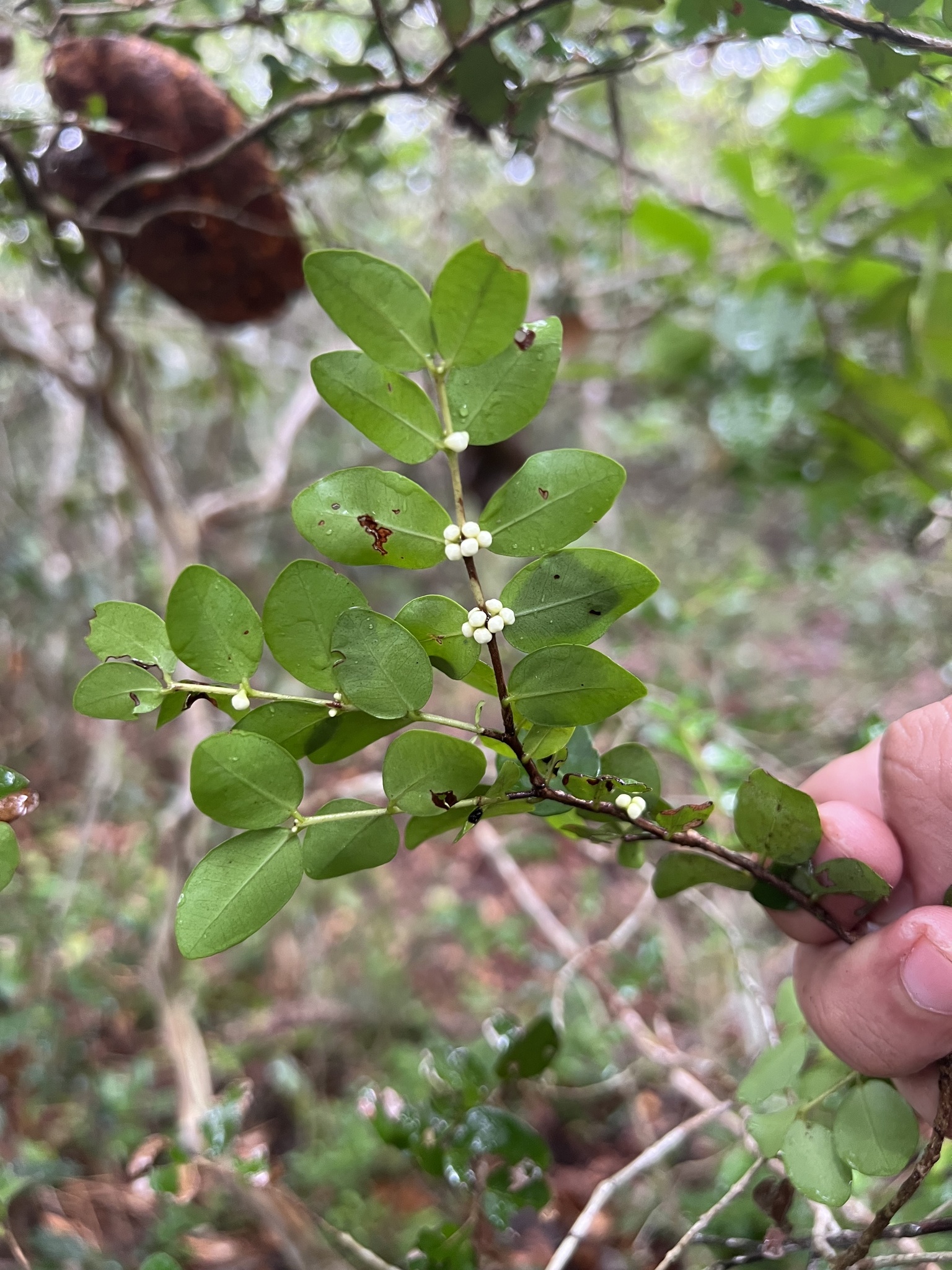 Imagem de Jabuticaba-de-cipó