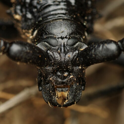 Great capricorn beetle, 87430 Verneuil-sur-Vienne, France, photo 7 of 10