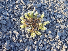 Cochlearia tridactylites