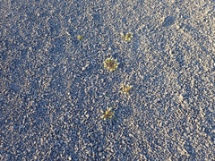 Cochlearia tridactylites