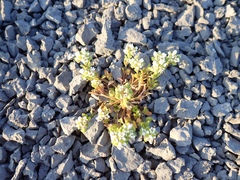 Cochlearia tridactylites