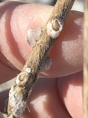 Amphibalanus reticulatus