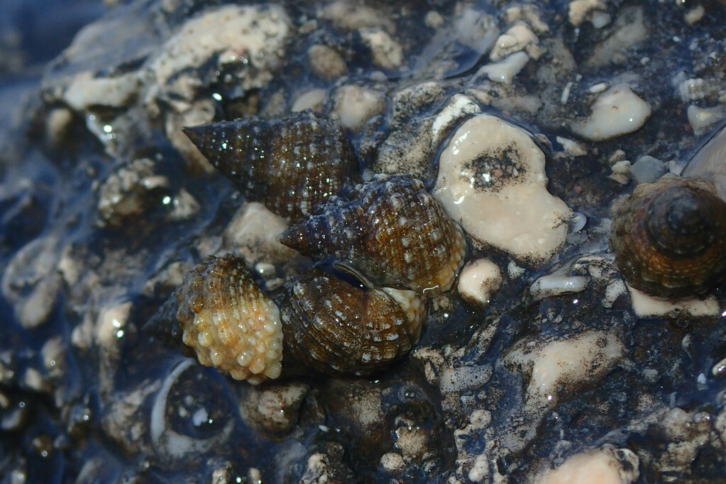 Echinolittorina marisrubri