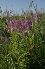 Lythrum virgatum