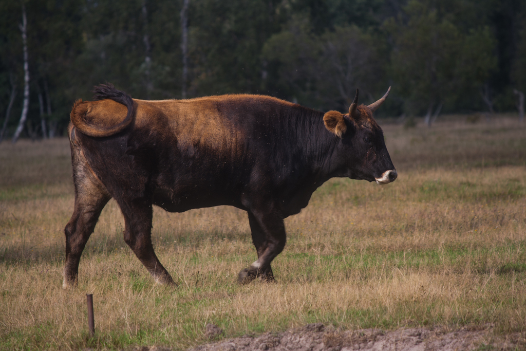 Bos taurus