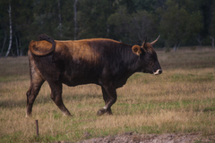 Domesticated Cattle photo 4