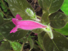 Kohleria amabilis