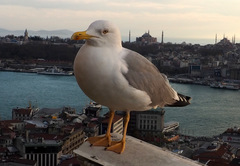 Larus michahellis