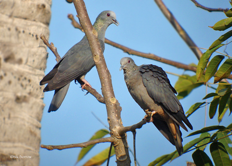 Sao Tome Pigeon photo