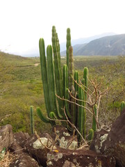 Isolatocereus dumortieri