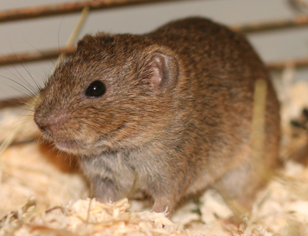 Southern Bog Lemming (Mammals of Wisconsin) · iNaturalist