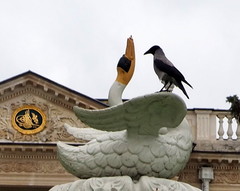 Corvus cornix