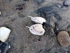 Hysteroconcha
