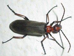 Lydomorphus bisignatus