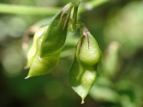 Loiseleur’s vetch (Vicia loiseleurii)
