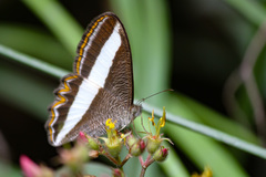 Oressinoma sorata