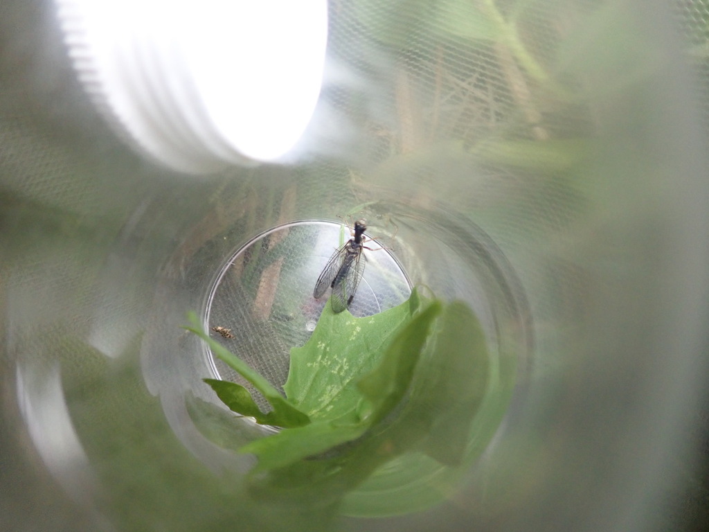 oak snakefly from Zell am See, AT-SZ, AT on June 17, 2023 at 02:08 PM ...