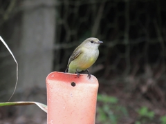 Microeca flavigaster