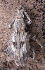 Microcerus