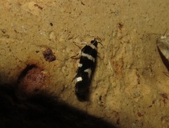 Macrobathra sarcoleuca