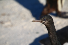 Phalacrocorax neglectus