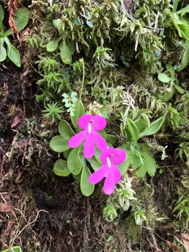 Pinguicula mesophytica
