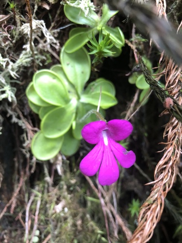 Pinguicula mesophytica
