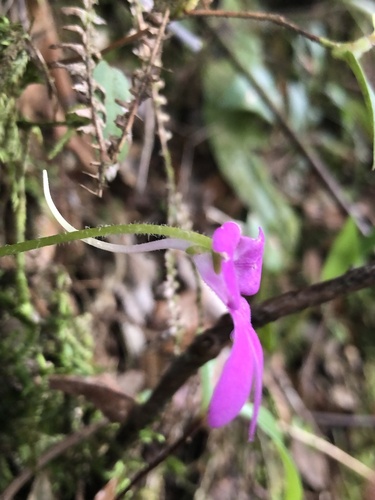 Pinguicula mesophytica
