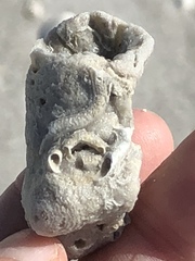 Schizoporella pungens