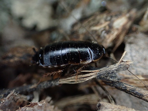 Loboptera canariensis