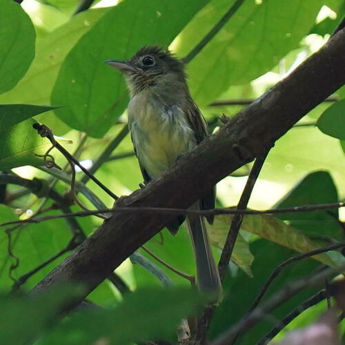 Western Olivaceous Flatbill (Rhynchocyclus aequinoctialis), photo 10