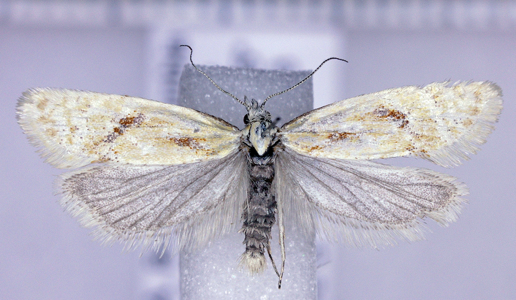 Phtheochroa aureoalbida
