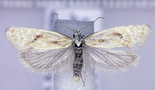 Phtheochroa aureoalbida